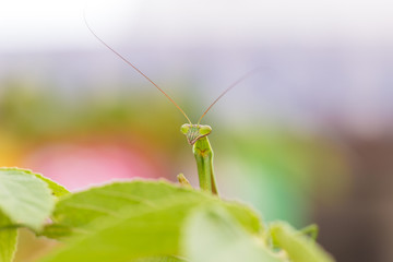 closeup green Mantis on a leaf. Mantodea.
