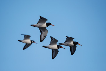 Eurasian Oystercatcher, Haematopus ostralegus