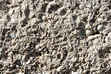 Textured wall of shell rock, background