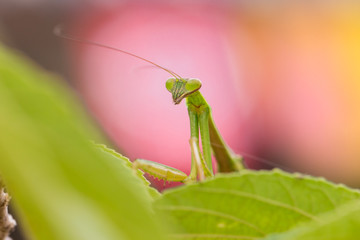 closeup green Mantis on a leaf. Mantodea.