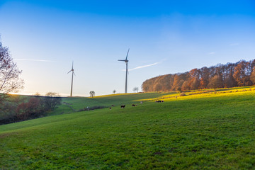 Fototapeta na wymiar landscape cows grazing on grass field hill edge of forest and two tall wind turbines