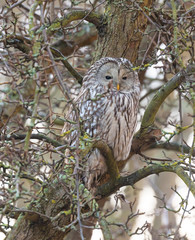  Ural owl (Strix uralensis)