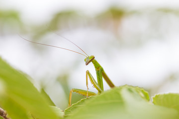 closeup green Mantis on a leaf. Mantodea.