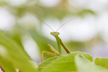 closeup green Mantis on a leaf. Mantodea.