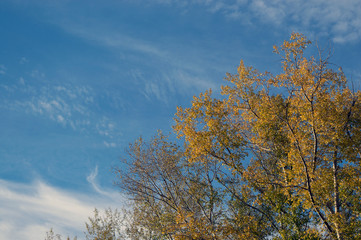 Fototapeta premium Autumn sky landscape with yellow tree