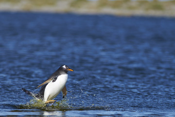 Gentoo Penguin (Pygoscelis papua) crossing a lagoon on Sea Lion Island in the Falkland Islands.