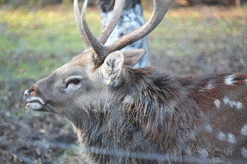 deer in captivity
