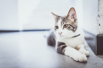 Chaton tigré et blanc