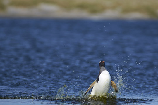 Gentoo Penguin (Pygoscelis papua) crossing a lagoon on Sea Lion Island in the Falkland Islands.