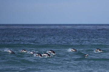 Group of Gentoo Penguins (Pygoscelis papua) swimming close to the shore waiting for a suitable moment to come ashore on Sea Lion Island in the Falkland Islands.