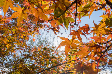Maple leaves in autumn season.