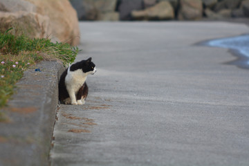 野良の旅