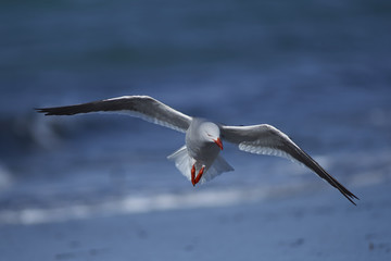 Dolphin Gull (Leucophaeus scoresbii) in flight on the coast of Sea Lion Island in the Falkland Islands.