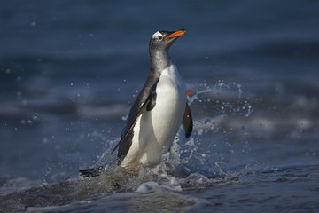 Gentoo Penguin (Pygoscelis papua) coming ashore after feeding at sea on Sea Lion Island in the Falkland Islands.