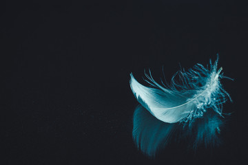 Feather on black mirrored surface background