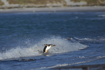 Obraz premium Gentoo Penguin (Pygoscelis papua) coming ashore after feeding at sea on Sea Lion Island in the Falkland Islands.