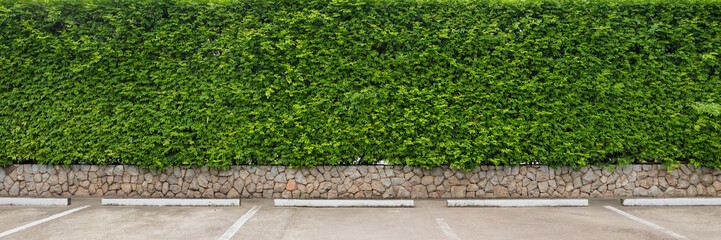 Nature green leaf background and textured, Leaves wall at car parking for background panorama