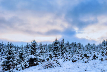 Beautiful pine trees covered with snow in winter