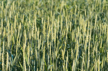 Green wheat growing and maturing on the field