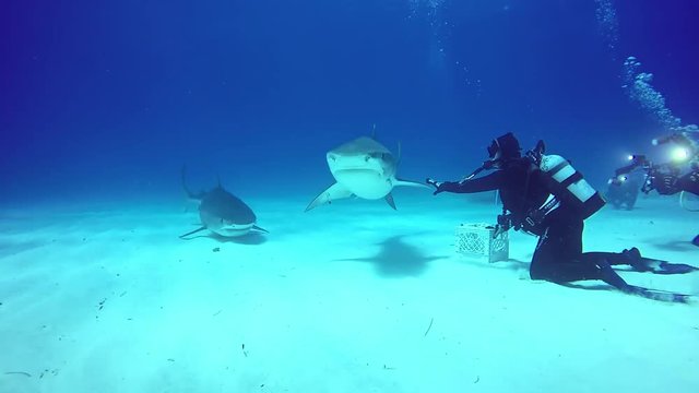 Diving with sharks underwater in Bahamas. Swimming in Atlantic Ocean. .