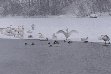 swans lake wintering snowfall birds