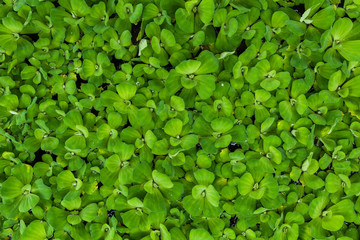 Fototapeta na wymiar Water lettuce leaf for nature background and texture, Green plant top view for background