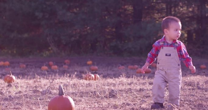 Toddler in  pumpkin patch isolated - autumn