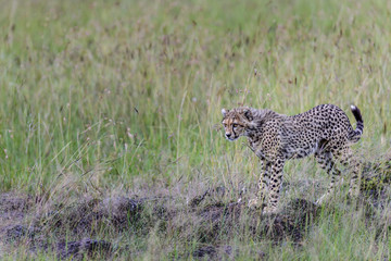 cheetah © Herbert
