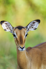 Antelope