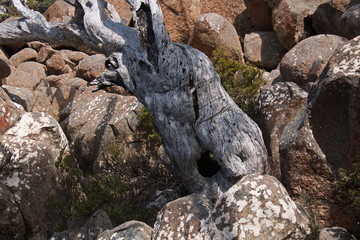 Panorama track on Mount Wellington in Tasmania