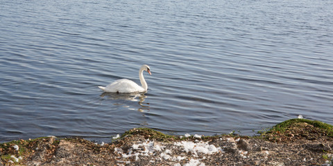 swan swims on the edge of the lake