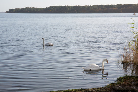 Two white swans calmly on a wild lake
