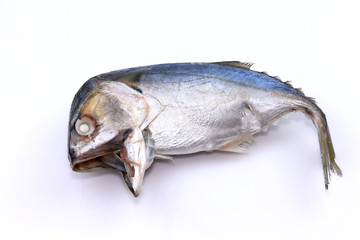  Mackerel fish on white background.