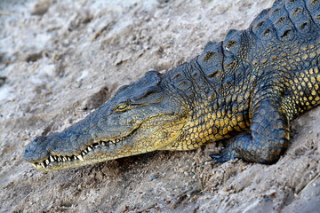 Crocodile in Botswana