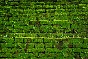 Green moss growing on old brick wall, Evergreen green moss at primitive forest