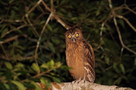 Buffy Fish Owl (Ketupa ketupu) in Borneo, Malaysia - マレーウオミミズク