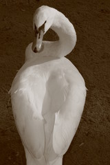 łabędź, ptak, woda, smutek, nostalgia, wytworny, dumny, natura, przyroda, dokarmianie ptaków, pisklęta, matka, fruwać, biały ptak, środowisko, ochrona © klimekm