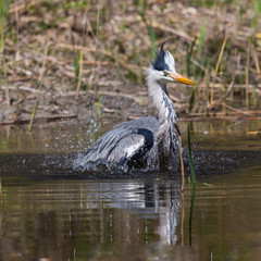gray heron bird (ardea cinerea) grooming and splashing in water