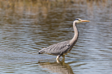 portrait of gray heron bird (ardea cinerea) standing in water