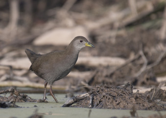 Brown crake (Amaurornis akool)