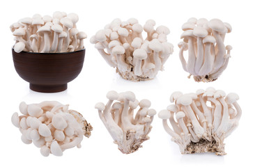 white shimeji mushrooms isolated on white background
