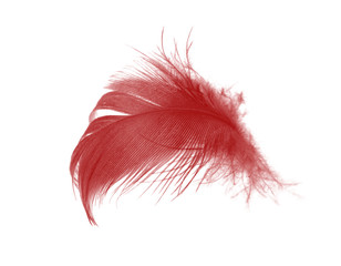 Beautiful red feather isolated on white background
