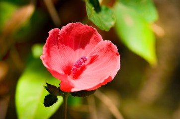 pink flowers  born in the meadow,  beautiful nature in the sunshine day.