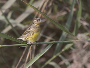 Yellow Breasted Bunting -Critically Endangered