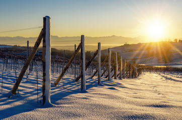 Vineyards of Barolo in the hills of Langhe, (Piedmont, Italy) at sunset. Countryside and rows covered by the snows of december - obrazy, fototapety, plakaty