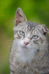 one ear cat portrait