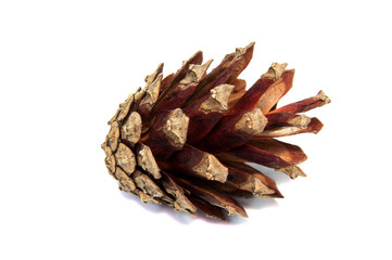 Fototapeta premium Pine lump full photographed on a white background
