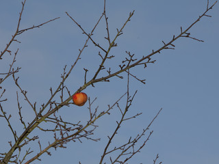 Der letzte Apfel hängt am Baum und wartet geerntet zu werden