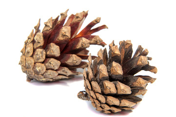 Pine lump full photographed on a white background