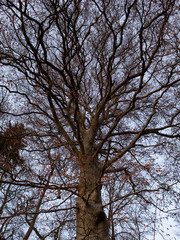 Großer Baum hat viele Äste die wie Herzkranzgefäße aussehen